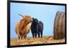 Highland cow licking its calf next to hay bale, England-Nick Garbutt-Framed Photographic Print