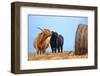 Highland cow licking its calf next to hay bale, England-Nick Garbutt-Framed Photographic Print