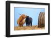 Highland cow licking its calf next to hay bale, England-Nick Garbutt-Framed Photographic Print