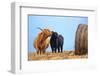 Highland cow licking its calf next to hay bale, England-Nick Garbutt-Framed Photographic Print