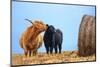 Highland cow licking its calf next to hay bale, England-Nick Garbutt-Mounted Photographic Print