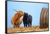 Highland cow licking its calf next to hay bale, England-Nick Garbutt-Framed Stretched Canvas