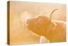 Highland Cow Misted Breath at Sunset-null-Stretched Canvas