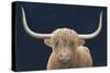 Highland Cow Navy-James Wiens-Stretched Canvas