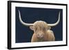 Highland Cow Navy-James Wiens-Framed Art Print