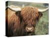 Highland Cow, Near Elgol, Isle of Skye, Highland Region, Scotland, United Kingdom-Neale Clarke-Stretched Canvas