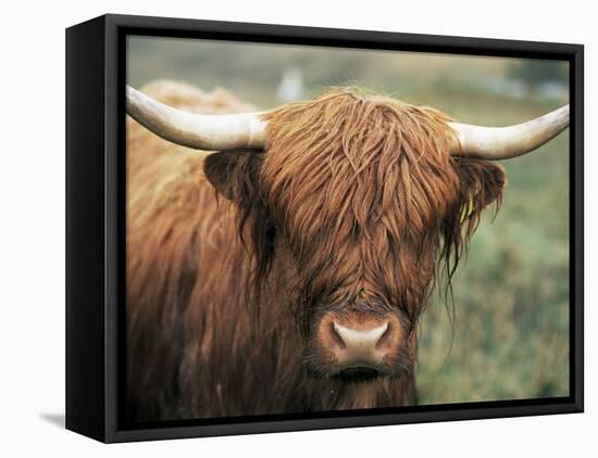 Highland Cow, Near Elgol, Isle of Skye, Highland Region, Scotland, United Kingdom-Neale Clarke-Framed Stretched Canvas