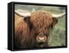 Highland Cow, Near Elgol, Isle of Skye, Highland Region, Scotland, United Kingdom-Neale Clarke-Framed Stretched Canvas