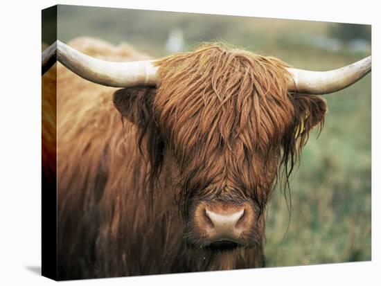 Highland Cow, Near Elgol, Isle of Skye, Highland Region, Scotland, United Kingdom-Neale Clarke-Stretched Canvas