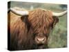 Highland Cow, Near Elgol, Isle of Skye, Highland Region, Scotland, United Kingdom-Neale Clarke-Stretched Canvas