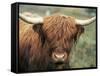 Highland Cow, Near Elgol, Isle of Skye, Highland Region, Scotland, United Kingdom-Neale Clarke-Framed Stretched Canvas