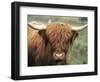 Highland Cow, Near Elgol, Isle of Skye, Highland Region, Scotland, United Kingdom-Neale Clarke-Framed Photographic Print