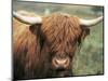 Highland Cow, Near Elgol, Isle of Skye, Highland Region, Scotland, United Kingdom-Neale Clarke-Mounted Photographic Print