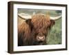 Highland Cow, Near Elgol, Isle of Skye, Highland Region, Scotland, United Kingdom-Neale Clarke-Framed Photographic Print