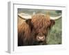 Highland Cow, Near Elgol, Isle of Skye, Highland Region, Scotland, United Kingdom-Neale Clarke-Framed Photographic Print
