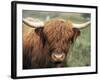 Highland Cow, Near Elgol, Isle of Skye, Highland Region, Scotland, United Kingdom-Neale Clarke-Framed Photographic Print