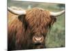 Highland Cow, Near Elgol, Isle of Skye, Highland Region, Scotland, United Kingdom-Neale Clarke-Mounted Photographic Print