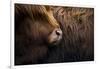 Highland cow near Shiel Bridge in the Scottish Highlands, Scotland, United Kingdom, Europe-Alex Treadway-Framed Photographic Print