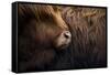 Highland cow near Shiel Bridge in the Scottish Highlands, Scotland, United Kingdom, Europe-Alex Treadway-Framed Stretched Canvas