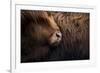 Highland cow near Shiel Bridge in the Scottish Highlands, Scotland, United Kingdom, Europe-Alex Treadway-Framed Photographic Print