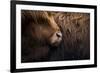 Highland cow near Shiel Bridge in the Scottish Highlands, Scotland, United Kingdom, Europe-Alex Treadway-Framed Photographic Print