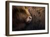 Highland cow near Shiel Bridge in the Scottish Highlands, Scotland, United Kingdom, Europe-Alex Treadway-Framed Photographic Print