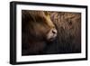 Highland cow near Shiel Bridge in the Scottish Highlands, Scotland, United Kingdom, Europe-Alex Treadway-Framed Photographic Print