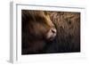 Highland cow near Shiel Bridge in the Scottish Highlands, Scotland, United Kingdom, Europe-Alex Treadway-Framed Photographic Print