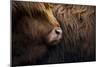 Highland cow near Shiel Bridge in the Scottish Highlands, Scotland, United Kingdom, Europe-Alex Treadway-Mounted Photographic Print