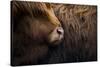 Highland cow near Shiel Bridge in the Scottish Highlands, Scotland, United Kingdom, Europe-Alex Treadway-Stretched Canvas