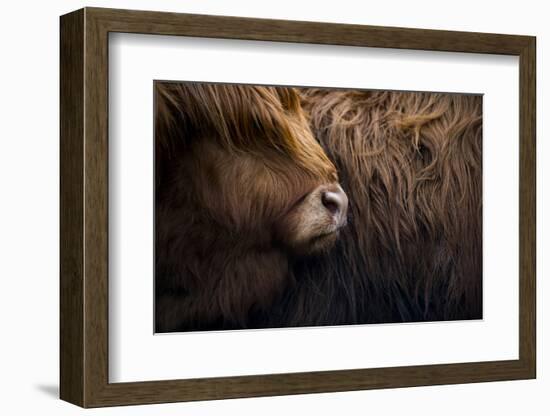 Highland cow near Shiel Bridge in the Scottish Highlands, Scotland, United Kingdom, Europe-Alex Treadway-Framed Photographic Print