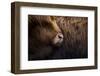 Highland cow near Shiel Bridge in the Scottish Highlands, Scotland, United Kingdom, Europe-Alex Treadway-Framed Photographic Print