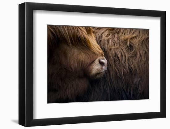 Highland cow near Shiel Bridge in the Scottish Highlands, Scotland, United Kingdom, Europe-Alex Treadway-Framed Photographic Print