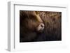 Highland cow near Shiel Bridge in the Scottish Highlands, Scotland, United Kingdom, Europe-Alex Treadway-Framed Photographic Print