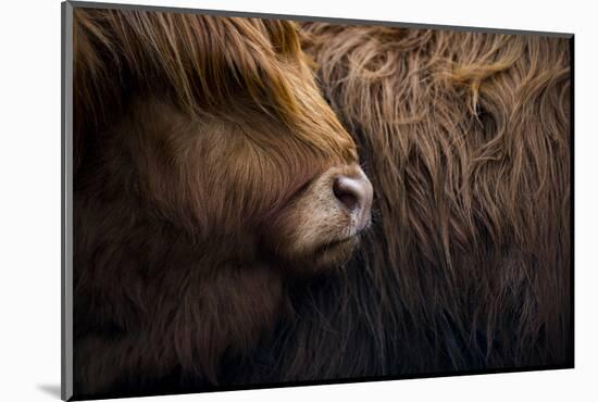 Highland cow near Shiel Bridge in the Scottish Highlands, Scotland, United Kingdom, Europe-Alex Treadway-Mounted Photographic Print
