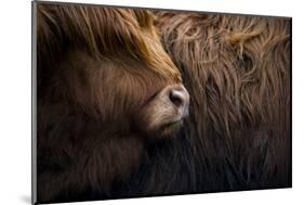 Highland cow near Shiel Bridge in the Scottish Highlands, Scotland, United Kingdom, Europe-Alex Treadway-Mounted Photographic Print