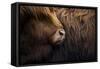 Highland cow near Shiel Bridge in the Scottish Highlands, Scotland, United Kingdom, Europe-Alex Treadway-Framed Stretched Canvas