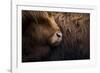 Highland cow near Shiel Bridge in the Scottish Highlands, Scotland, United Kingdom, Europe-Alex Treadway-Framed Photographic Print