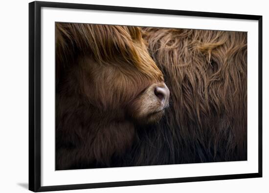 Highland cow near Shiel Bridge in the Scottish Highlands, Scotland, United Kingdom, Europe-Alex Treadway-Framed Photographic Print
