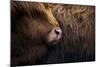 Highland cow near Shiel Bridge in the Scottish Highlands, Scotland, United Kingdom, Europe-Alex Treadway-Mounted Photographic Print