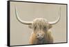 Highland Cow Neutral-James Wiens-Framed Stretched Canvas