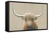 Highland Cow Neutral-James Wiens-Framed Stretched Canvas