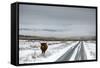 Highland Cow Next To Road Above Malham, Yorkshire, Winter-Graham Eaton-Framed Stretched Canvas