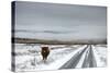 Highland Cow Next To Road Above Malham, Yorkshire, Winter-Graham Eaton-Stretched Canvas