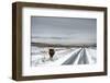 Highland Cow Next To Road Above Malham, Yorkshire, Winter-Graham Eaton-Framed Photographic Print