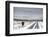 Highland Cow Next To Road Above Malham, Yorkshire, Winter-Graham Eaton-Framed Photographic Print