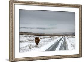 Highland Cow Next To Road Above Malham, Yorkshire, Winter-Graham Eaton-Framed Photographic Print