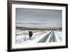 Highland Cow Next To Road Above Malham, Yorkshire, Winter-Graham Eaton-Framed Photographic Print