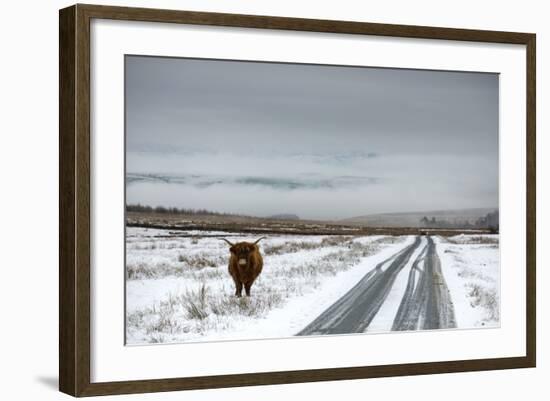 Highland Cow Next To Road Above Malham, Yorkshire, Winter-Graham Eaton-Framed Photographic Print