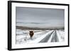 Highland Cow Next To Road Above Malham, Yorkshire, Winter-Graham Eaton-Framed Photographic Print